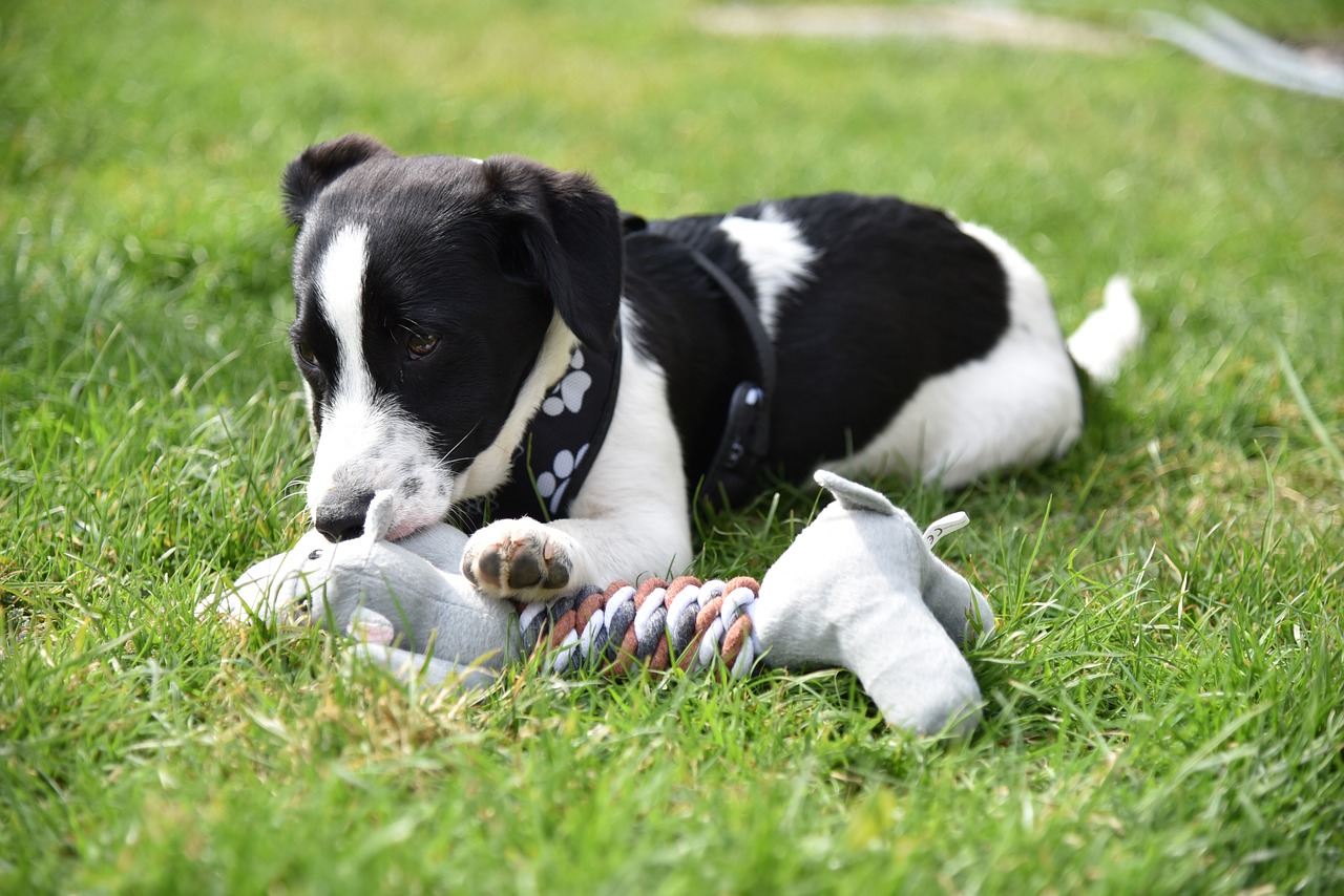 The Benefits of Interactive Toys for Pet Health